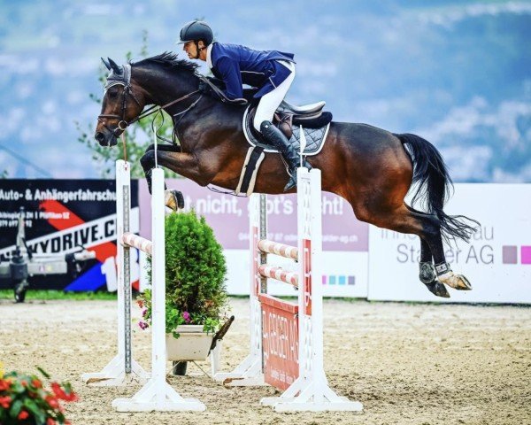 Springpferd Cismet (Brandenburger, 2007, von Con Sherry)