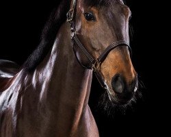 Springpferd Cordoba Blue (Westfale, 2013, von Chacco-Blue)