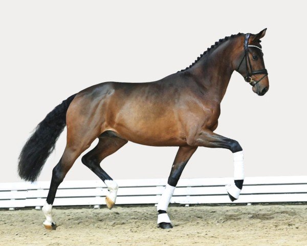 stallion Verbier (Hanoverian, 2021, from Von und Zu)