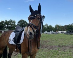 dressage horse Findus 165 (Hanoverian, 2010, from Forsyth)