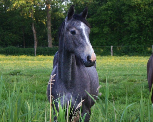 horse Stute von Clarimo ASK / Casall (Holsteiner, 2022, from Clarimo Ask)