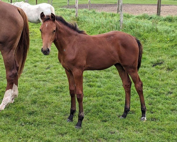 horse Stute von Charaktervoll / Uriko (Holsteiner, 2023, from CHARAKTERVOLL HV)