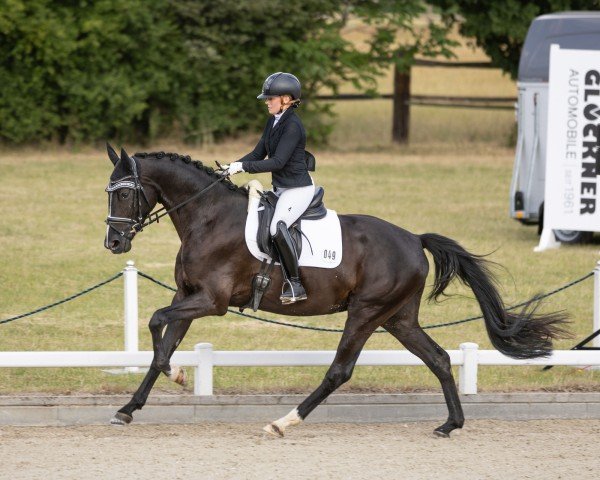 dressage horse Infinity 63 (German Sport Horse, 2022, from Iron)