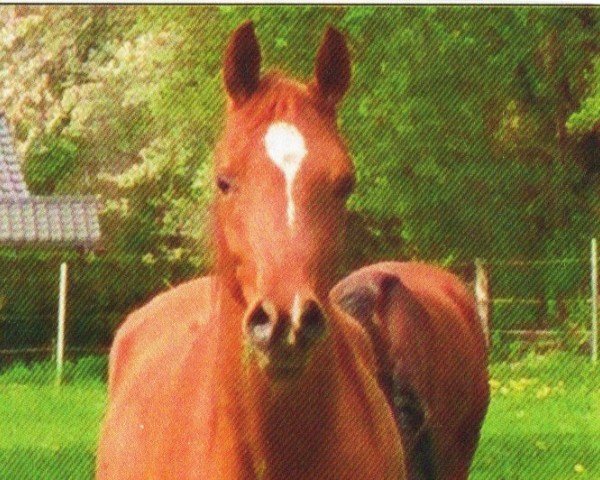 horse Qadira (Arabian, 2011, from Lareedoh ox)
