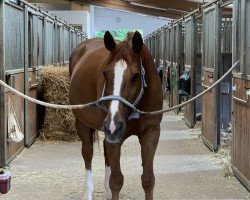 jumper Reyhca (Hanoverian, 2007, from Rebell Junior)