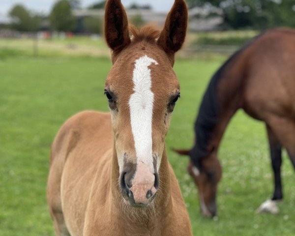 foal by Dyke (Holsteiner, 2025, from Deichkind)