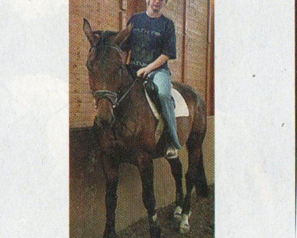 horse Pigadion (Trakehner, 1999, from Atoll)