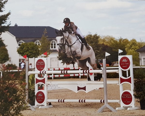 jumper Quintus 161 (Zweibrücken, 2012, from Qui Lago)
