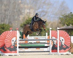 Springpferd Contina PS (Oldenburger Springpferd, 2018, von Continental Blue)