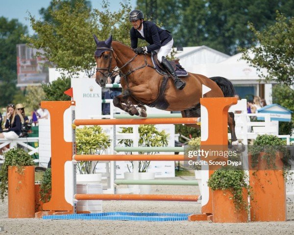 jumper Obelix vd Berghoeve (Belgian Warmblood, 2014, from Dublin van Overis)