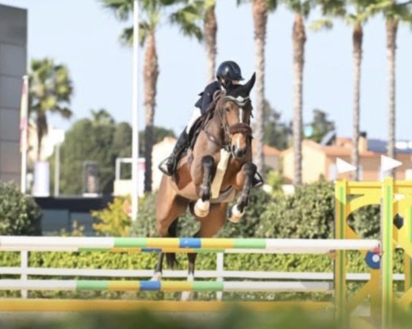 jumper Harina Z (KWPN (Royal Dutch Sporthorse), 2017, from Heart Touch)