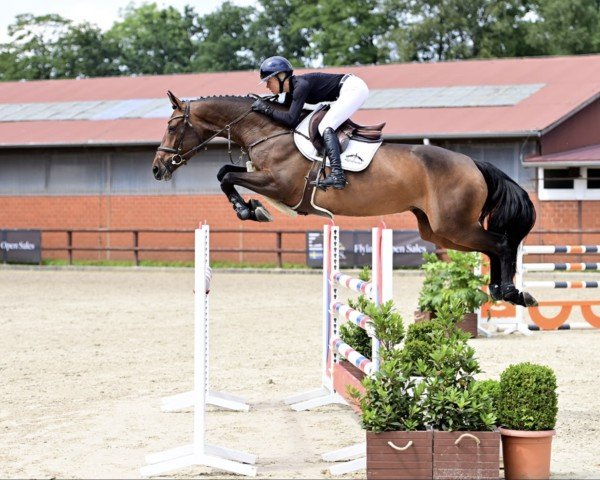 jumper My Nindora PS (Oldenburg show jumper, 2018, from Messenger)