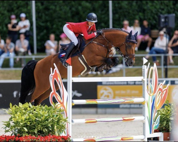 Springpferd Duo du Ru (Selle Français, 2013, von Vagabond de la Pomme)