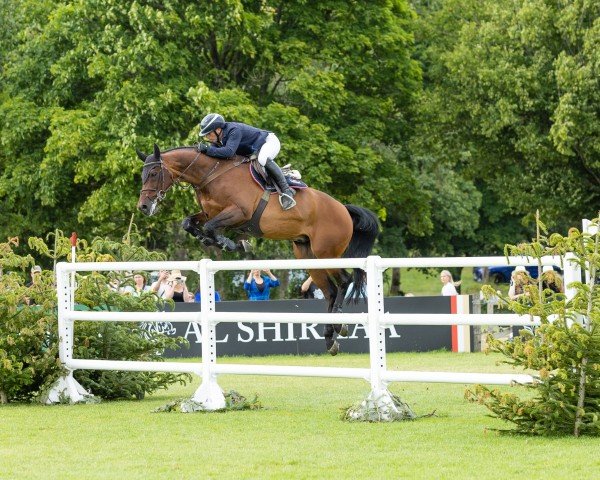 jumper Gentlemen Vh Veldhof (Belgian Warmblood, 2006, from Quite Easy I)