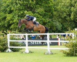 jumper Gentlemen Vh Veldhof (Belgian Warmblood, 2006, from Quite Easy I)
