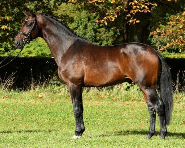 Deckhengst Blue Hors Touch Me 166 FIN (KWPN (Niederländisches Warmblut), 2007, von Tuschinski)