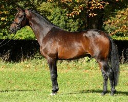 Deckhengst Blue Hors Touch Me 166 FIN (KWPN (Niederländisches Warmblut), 2007, von Tuschinski)