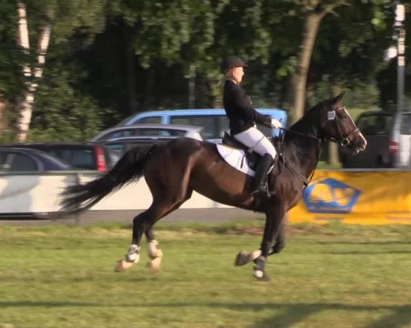Pfingst-Reitturnier Kreuzkrug-Raddestorf 2014