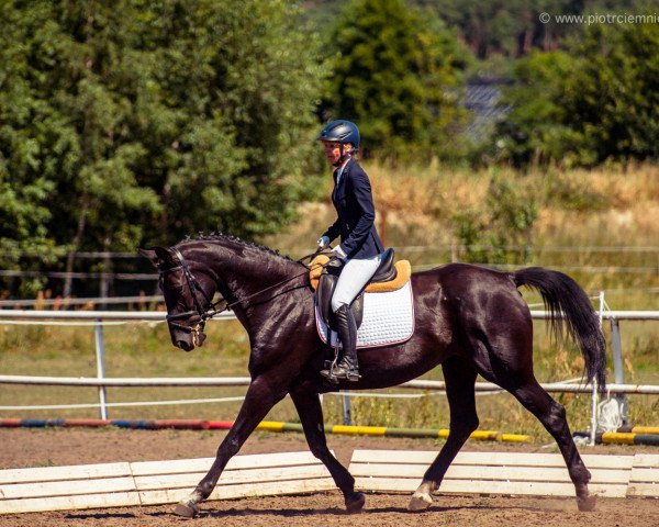 broodmare Donna Contessa 2 (Hanoverian, 2004, from Don Frederico)