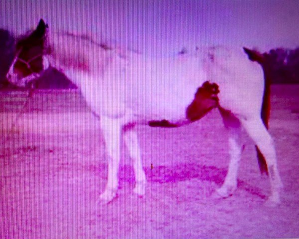 broodmare Painted Lydia (Paint Horse, 1948, from Painted Joe) broodmare Painted Lydia (Paint Horse, 1948, from Painted Joe)
