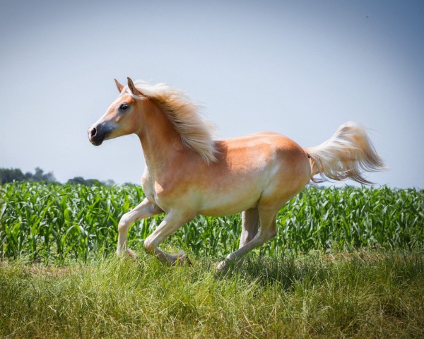 horse Oimara (Edelbluthaflinger, 2024, from Santorin)