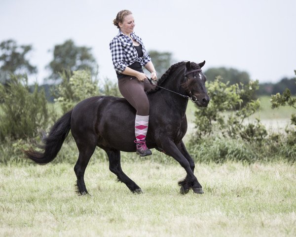 Pferd Silbersee‘s Honeybee (Dartmoor-Pony, 2015, von Moortown Hawk Wing) Pferd Silbersee‘s Honeybee (Dartmoor-Pony, 2015, von Moortown Hawk Wing)