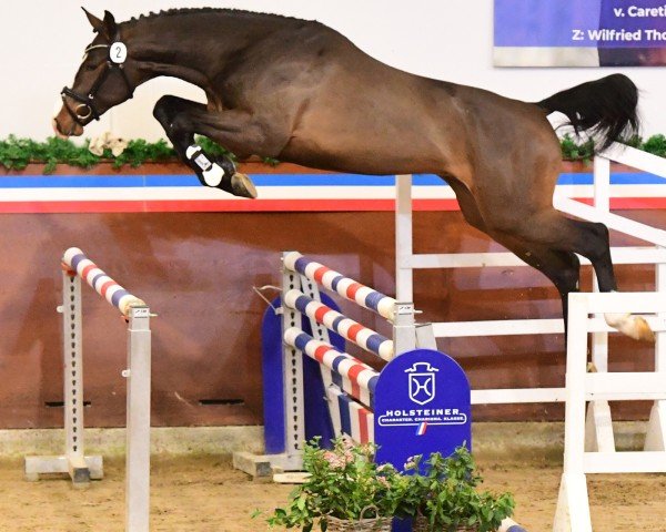 Deckhengst Attention Please (Holsteiner, 2022, von Acodetto I)