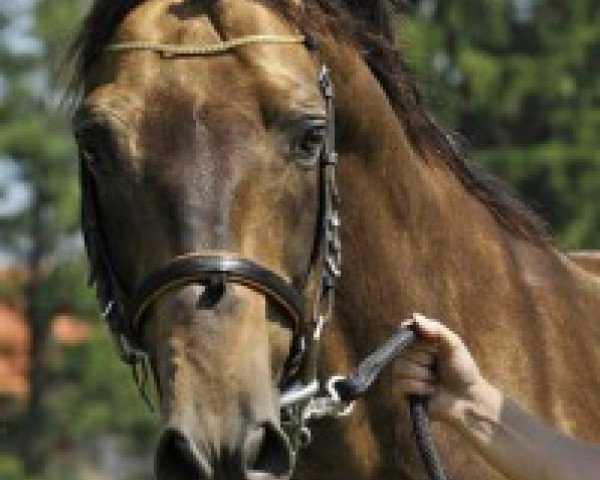 stallion Sarkon Kinsky (Kinsky horse, 1998, from DAF Ondráš)