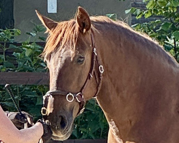 broodmare Treidelhof Impresiva (Pura Raza Espanola (PRE), 2020, from AG Fuego del Sur)