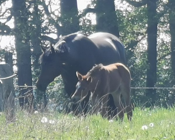 broodmare Sangria 25 (German Riding Pony, 2012, from Black Champion)