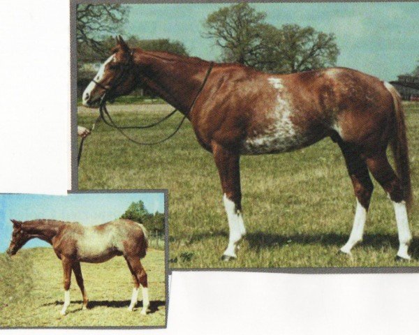 Pferd TIMELY ROBERTO (Englisches Vollblut, 1993, von Time to Explode xx)