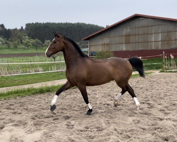 dressage horse Gavi 9 (Westphalian, 2015, from Goldberg)