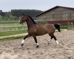 Dressurpferd Gavi 9 (Westfale, 2015, von Goldberg)