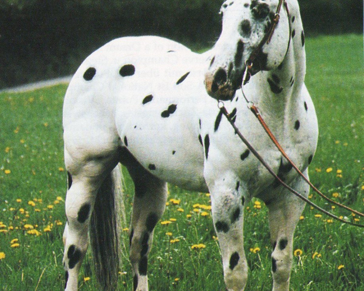 Deckhengst The Totem (Appaloosa, 1982, von Prince Charles junior)