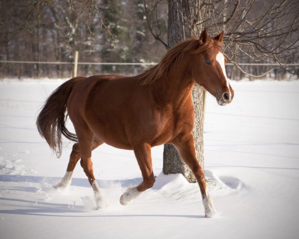 broodmare Mölko`s Divara (German Riding Pony, 2006, from Don't Forget)