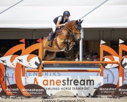 jumper Die Hard Vdp Z (Zangersheide riding horse, 2019, from Diamond Z)