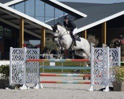 Horse Miss Montreal Vdp (KWPN (Dutch Warmblood), 2017, from Diamant de Semilly)