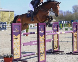Springpferd Los Angeles Vdp (KWPN (Niederländisches Warmblut), 2016, von Grandorado TN)