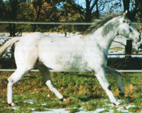 Stallone da monta Boom's Dice (Appaloosa, 1980, di Travelin Dice)