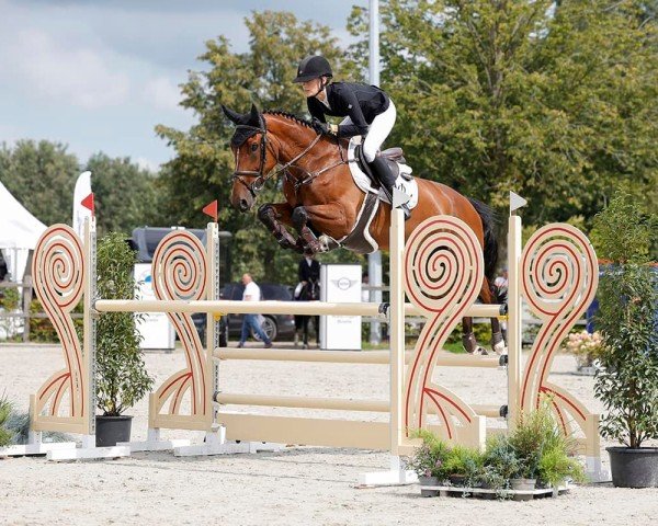 jumper Nibbit K (KWPN (Royal Dutch Sporthorse), 2018, from VDL Harley)