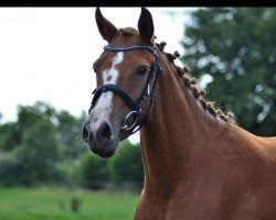 Dressurpferd Ahornhofs Luna (Deutsches Reitpony, 2009, von Farbenfroh C WE)
