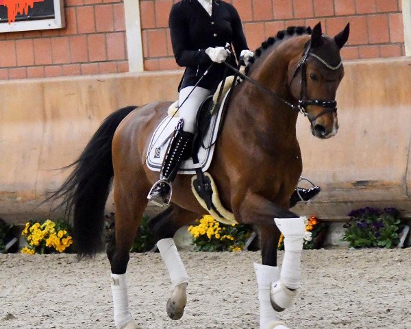 Deckhengst Edelstein Gold GK (Oldenburger, 2014, von Escolar)