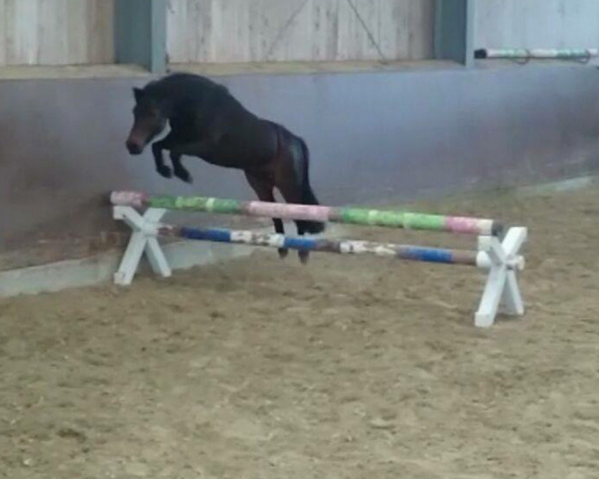 Dressurpferd Silbersee's Kanero (Kleines Deutsches Pony, 2006, von Lindenbooms Kornado)
