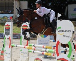 jumper Semper Nova (Zangersheide riding horse, 2015)