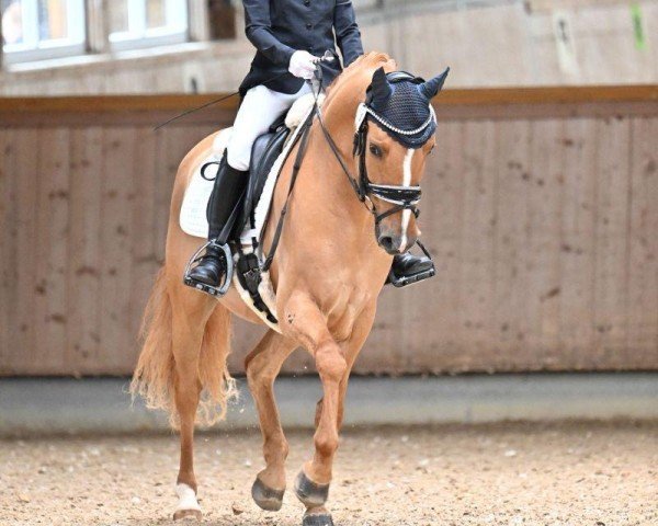Dressurpferd Dancing Star 15 (Deutsches Reitpony, 2017, von Dance Star AT NRW)