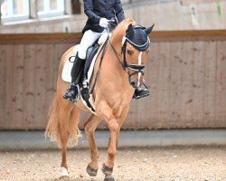 dressage horse Dancing Star 15 (German Riding Pony, 2017, from Dance Star AT NRW)