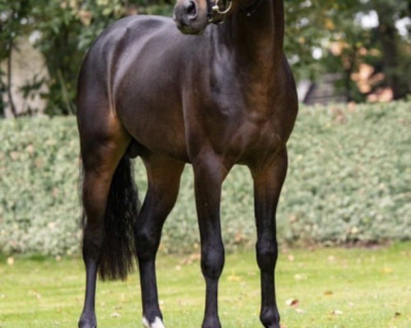 Springpferd Bonucci WE (Deutsches Reitpony, 2019, von Basall)