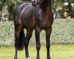 Cavallo da salto Bonucci WE (Pony da Sella Tedesco, 2019, di Basall)
