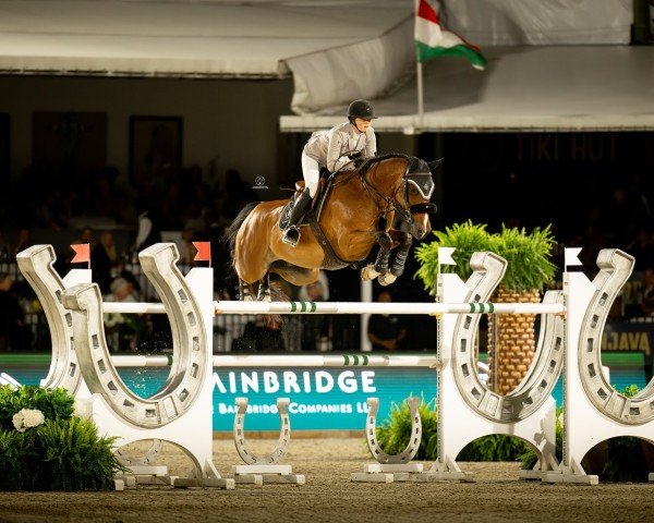 jumper Idalgo (KWPN (Royal Dutch Sporthorse), 2013, from Catoki)