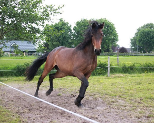 dressage horse Blandamour (Oldenburg, 2015, from Rock Amour)